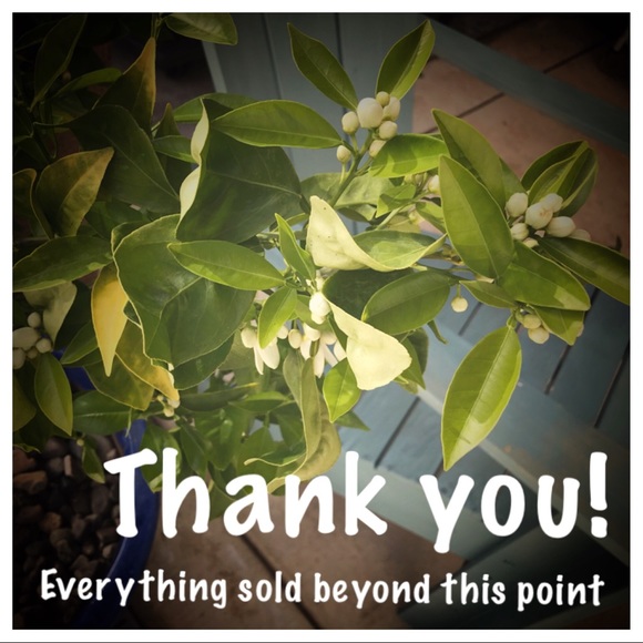 Everything sold beyond this point. Thank you! - Picture 1 of 1